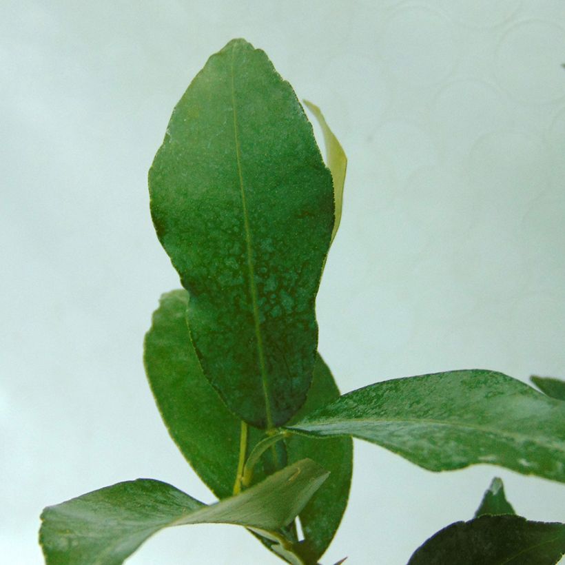 Yuzu - Citrus junos (Foliage)