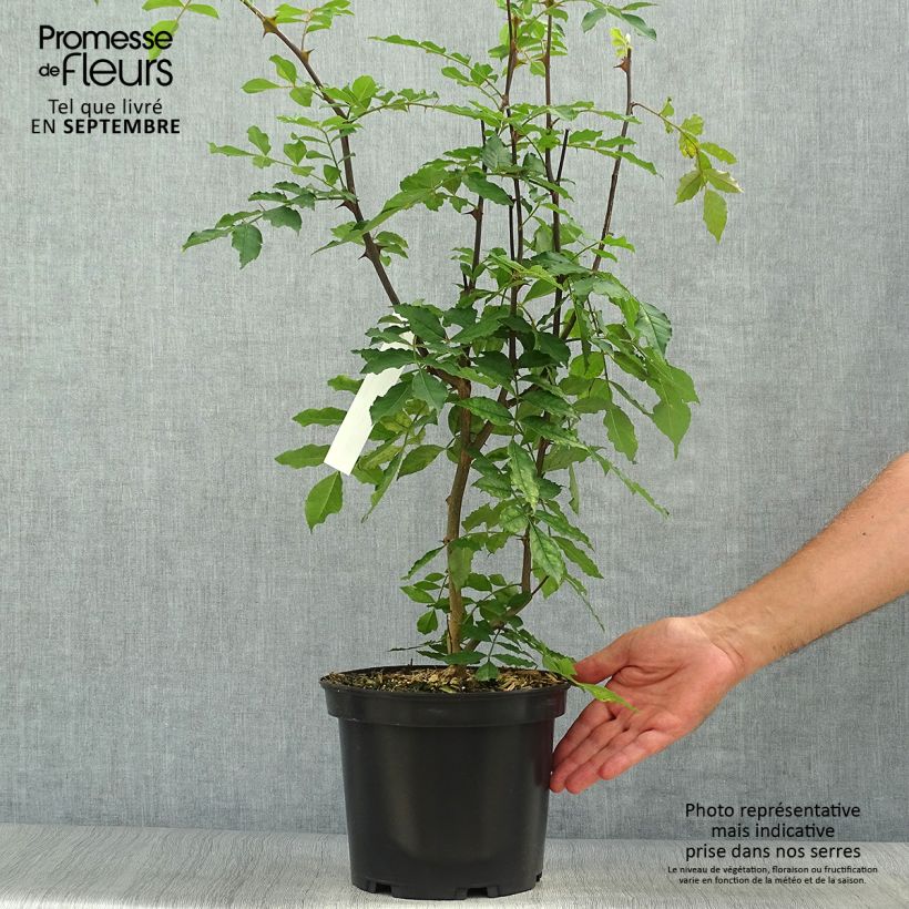 Zanthoxylum americanum 4L/5L pot sample as delivered in autumn