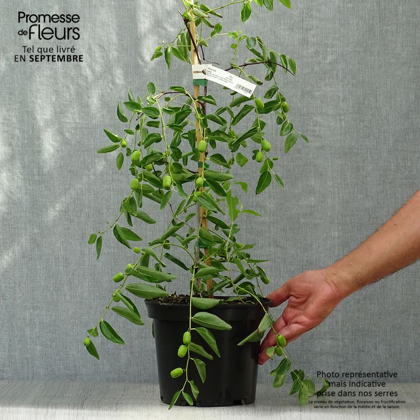 Ziziphus jujuba Abundance 3L/4L pot sample as delivered in autumn