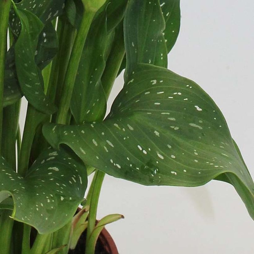 Zantedeschia elliottiana Captain Fuego - Calla Lily (Foliage)