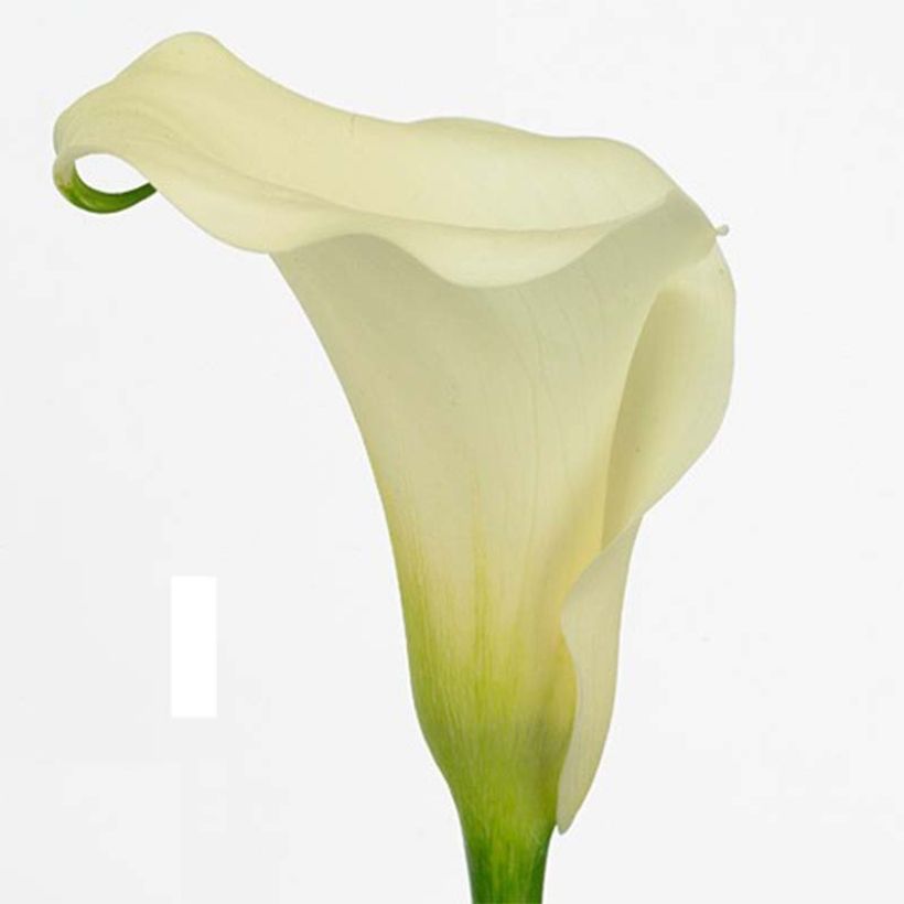 Zantedeschia elliottiana Captain Marbella - Calla Lily (Flowering)