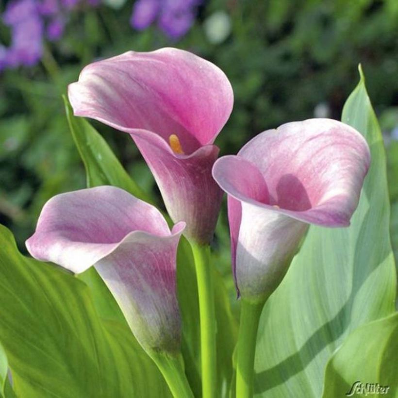 Zantedeschia elliottiana Captain Melrose - Calla Lily (Flowering)