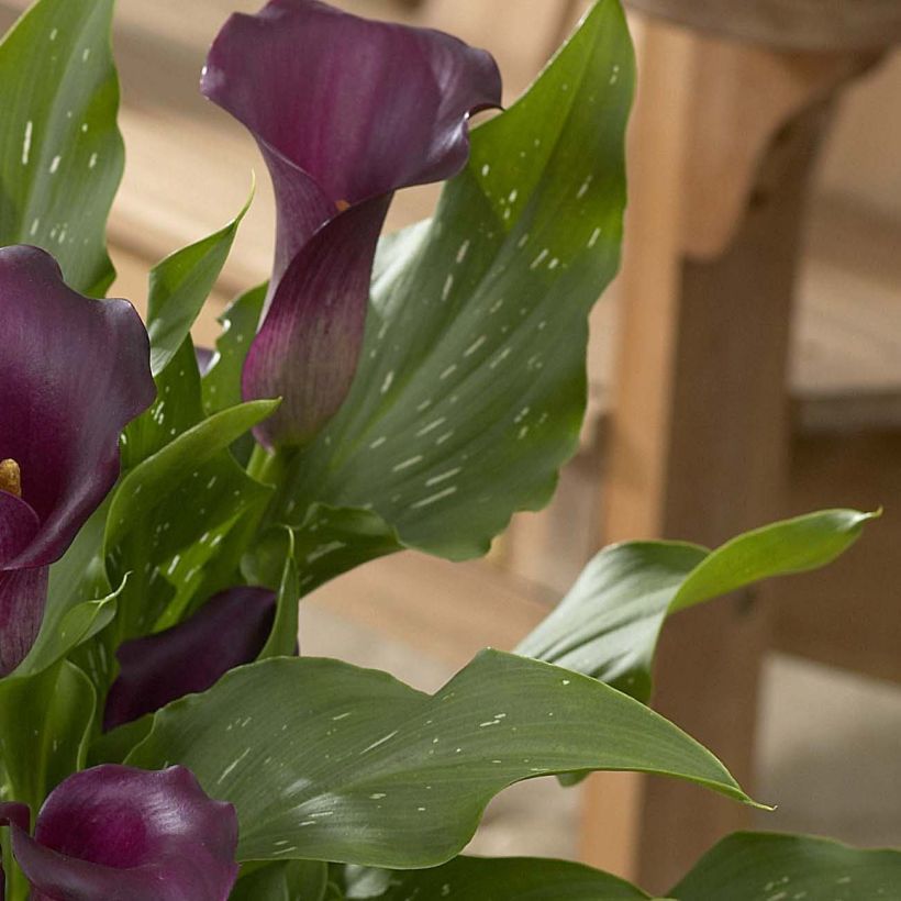 Zantedeschia elliottiana Captain Reno - Calla Lily (Foliage)