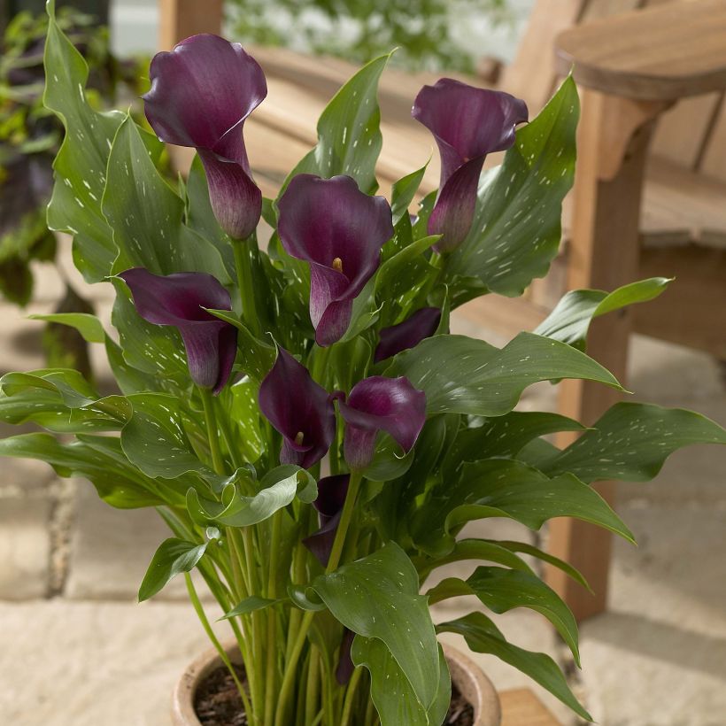 Zantedeschia elliottiana Captain Reno - Calla Lily (Plant habit)