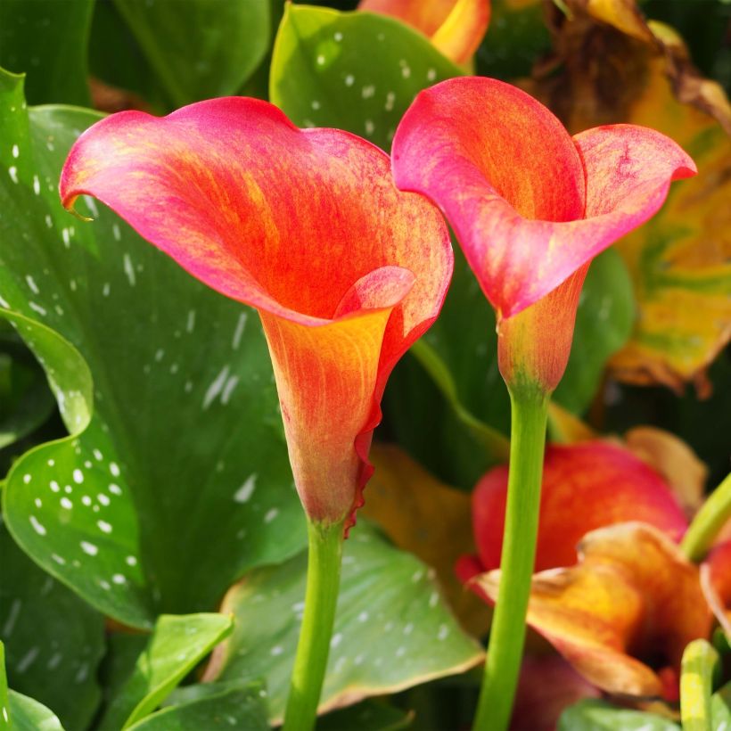 Zantedeschia elliottiana Captain Trinity - Calla Lily (Flowering)