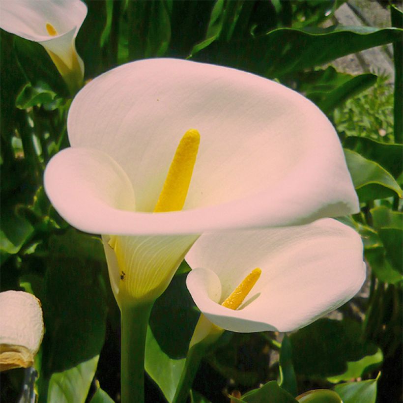 Zantedeschia aethiopica Pink Mist - Arum-lily (Flowering)