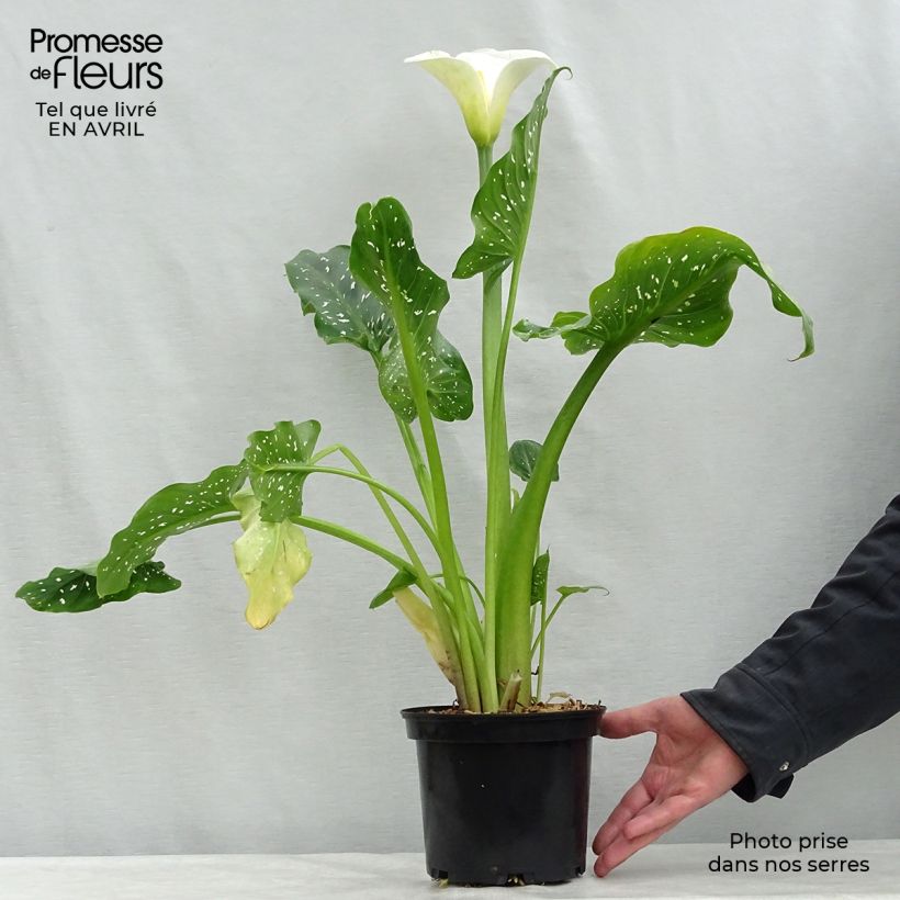 Zantedeschia aethiopica Himalaya - Arum-lily sample as delivered in spring