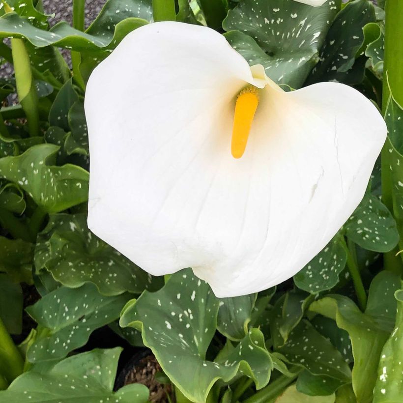 Zantedeschia aethiopica Himalaya - Arum-lily (Flowering)