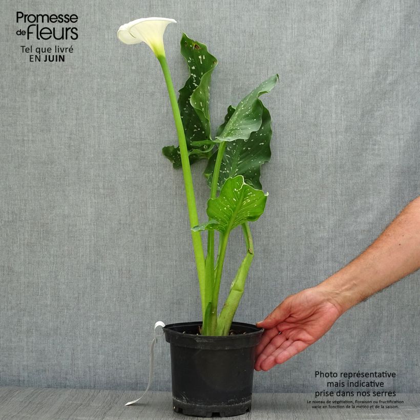 Zantedeschia aethiopica Himalaya - Arum-lily 2L/3L pot sample as delivered in summer