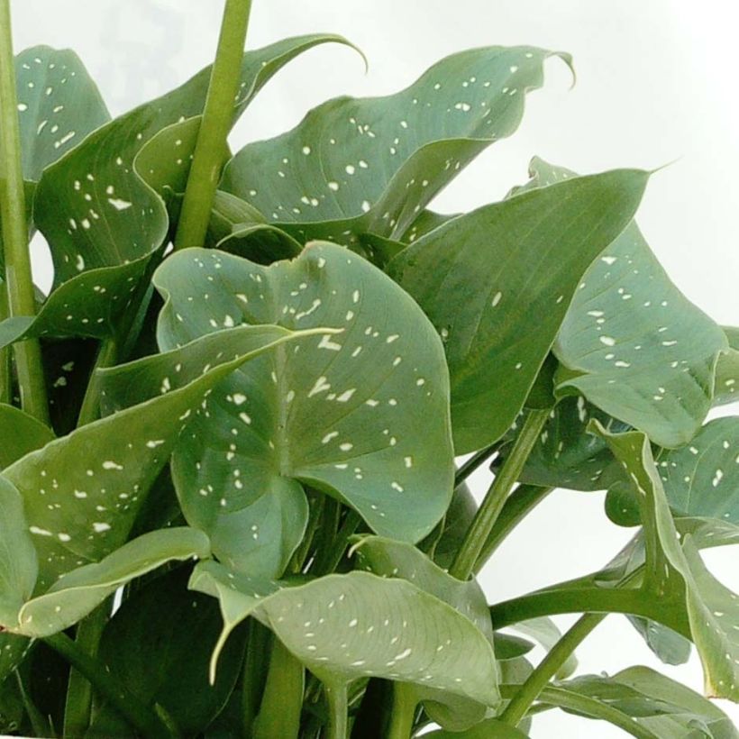 Zantedeschia aethiopica Prince Amaël (Foliage)