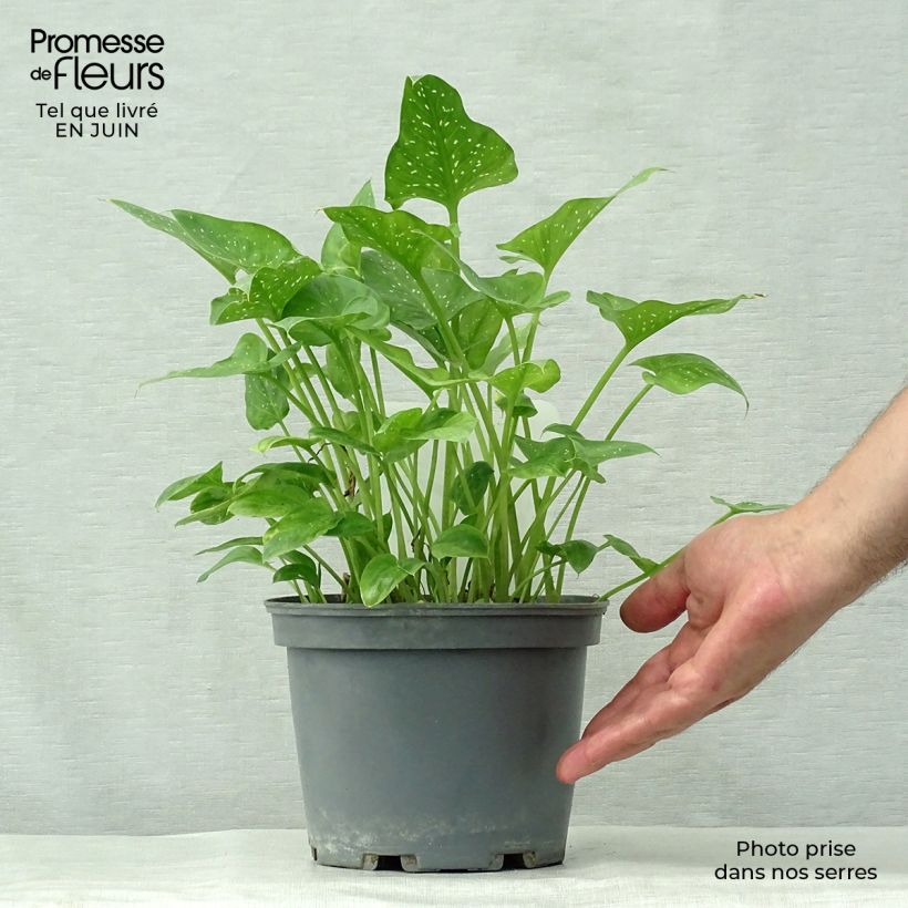Zantedeschia aethiopica Prince Amaël 2L/3L pot sample as delivered in summer