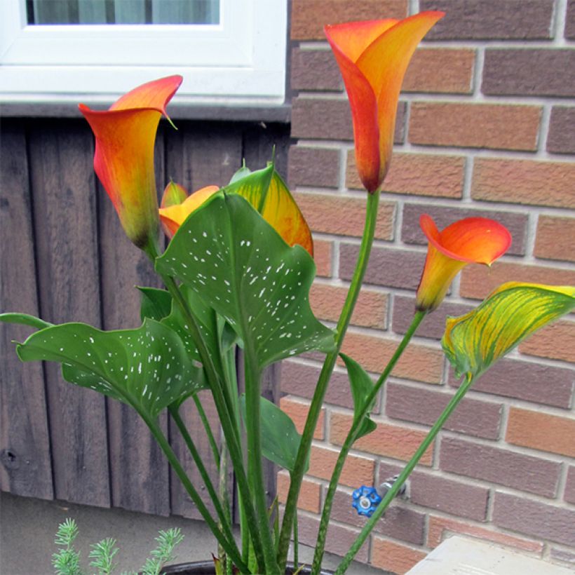 Zantedeschia elliottiana Flame - Calla Lily (Plant habit)