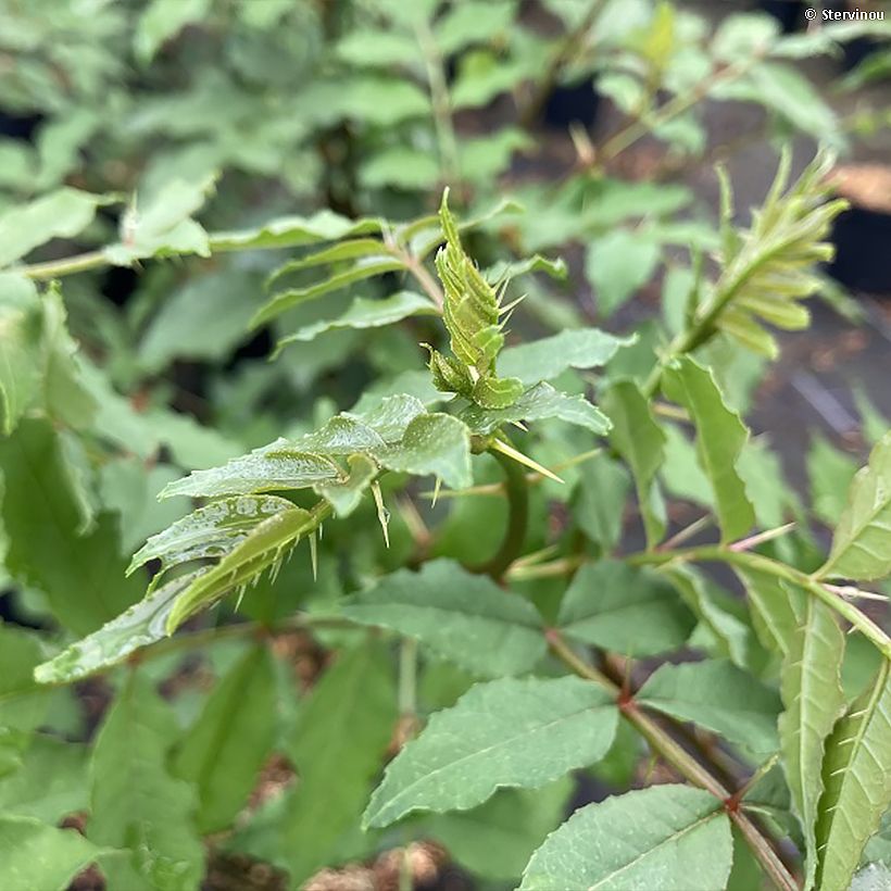 Zanthoxylum americanum (Flowering)