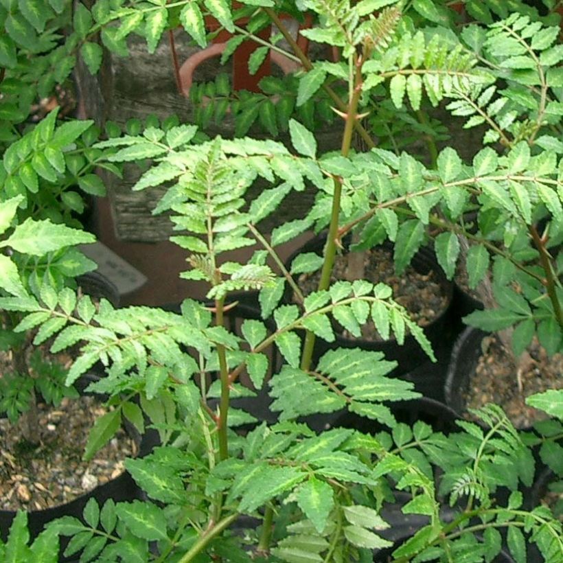 Zanthoxylum piperitum (Foliage)