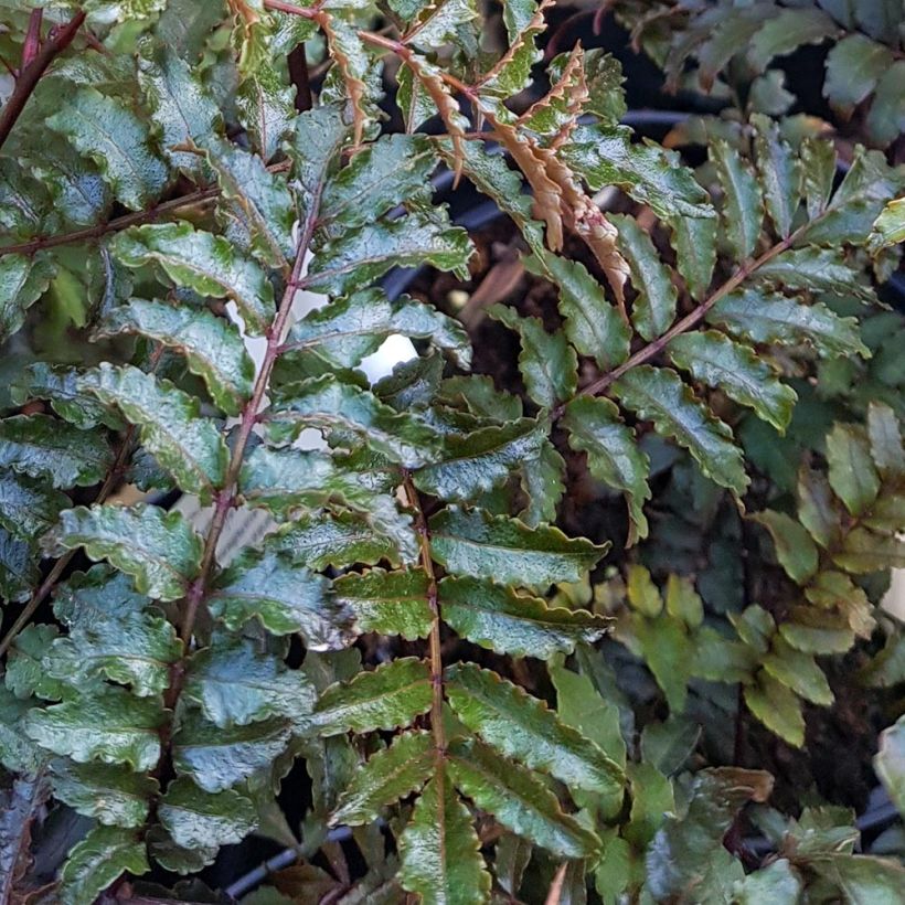 Zanthoxylum piperitum Black Magic (Foliage)