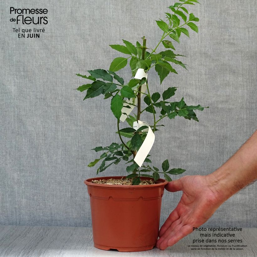 Zanthoxylum piperitum 2L/3L pot sample as delivered in summer