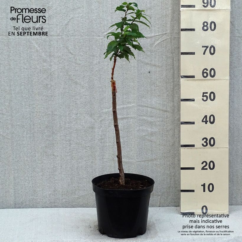 Zelkova serrata Goblin 4L/5L pot sample as delivered in summer