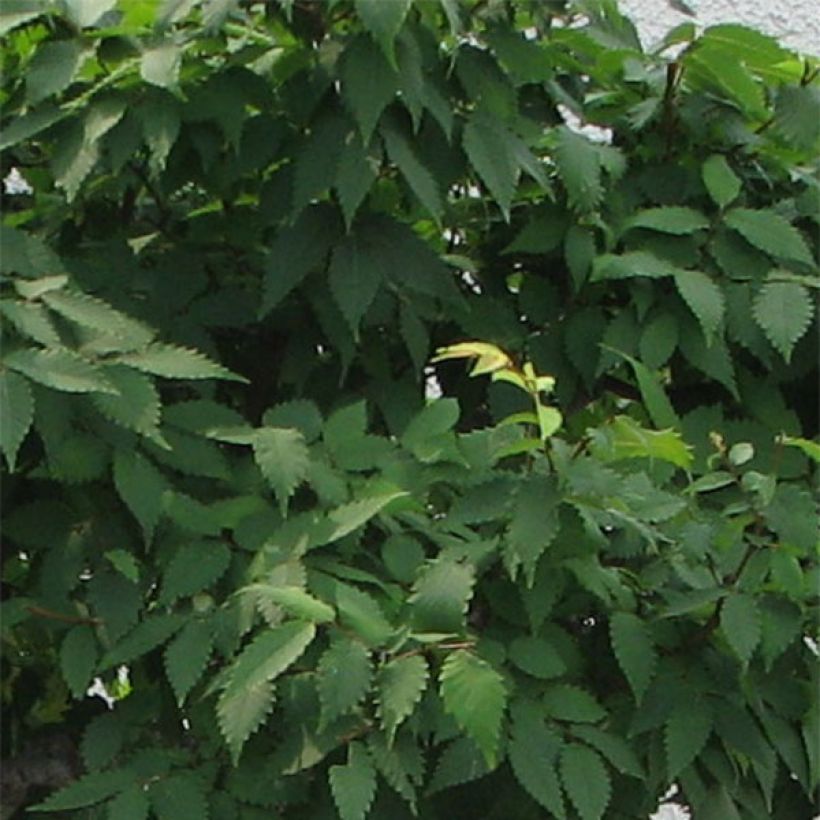 Zelkova serrata Green Vase (Foliage)