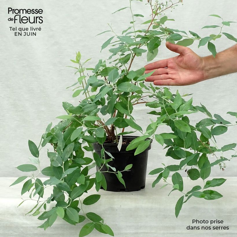 Zenobia pulverulenta Blue Sky 3L/4L pot sample as delivered in summer