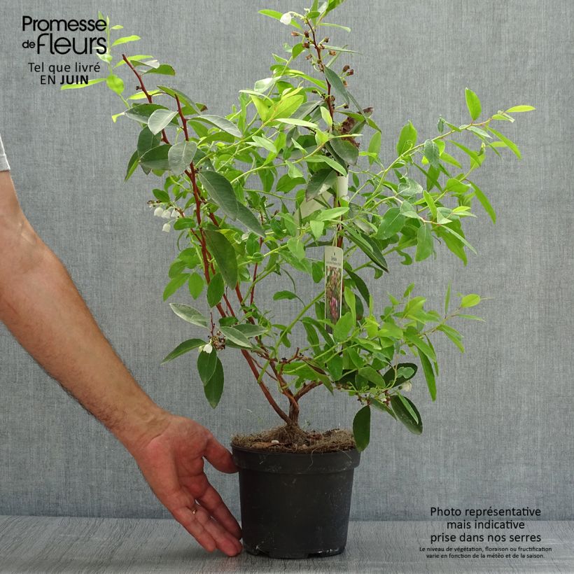 Zenobia pulverulenta Raspberry Ripple 2L/3L pot sample as delivered in summer