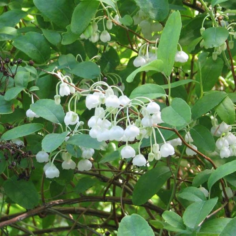 Zenobia pulverulenta Blue Sky (Flowering)