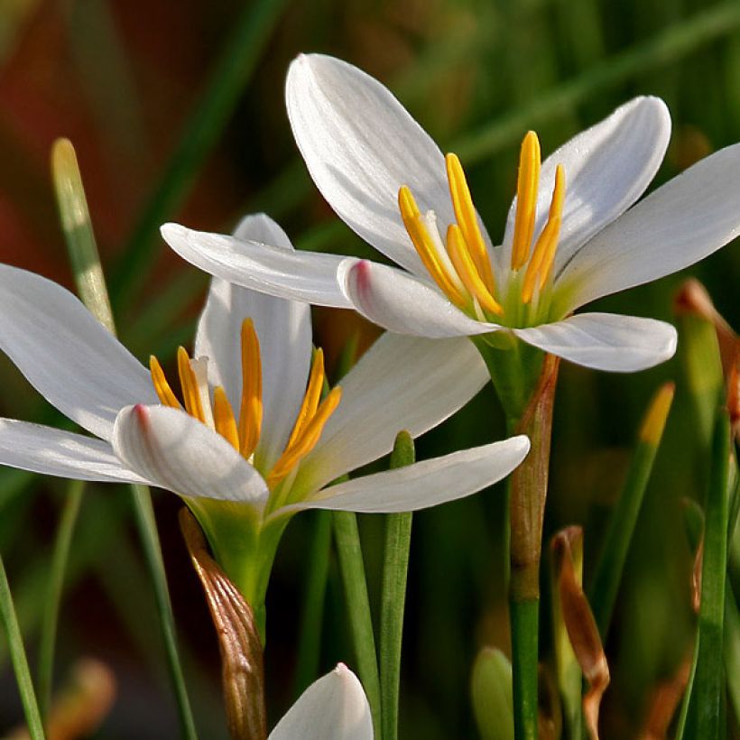 Zephyranthes candida (Flowering)