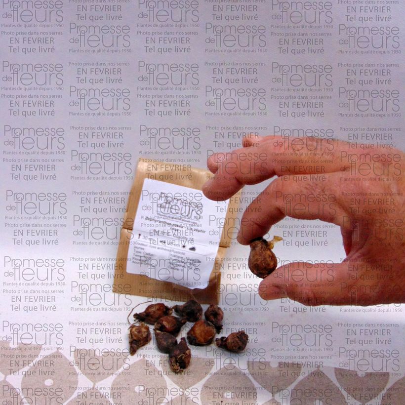 Example of Zephyrantes rosea Bulb size I specimen as delivered