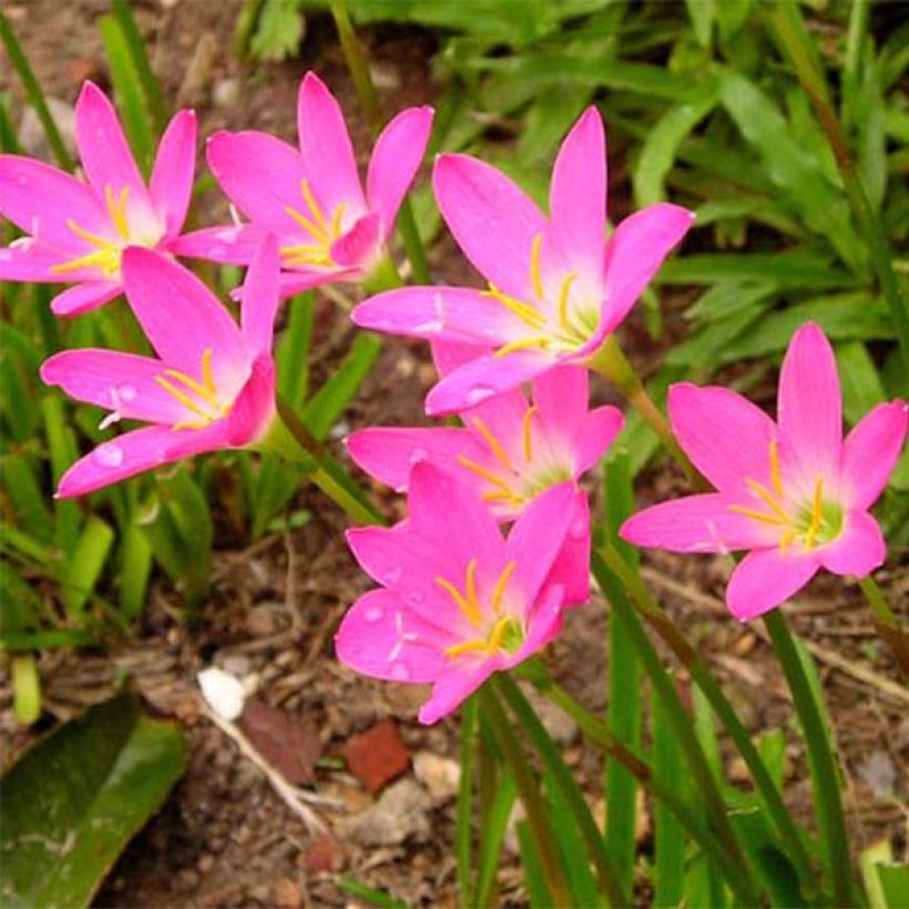 Zephyrantes rosea (Flowering)