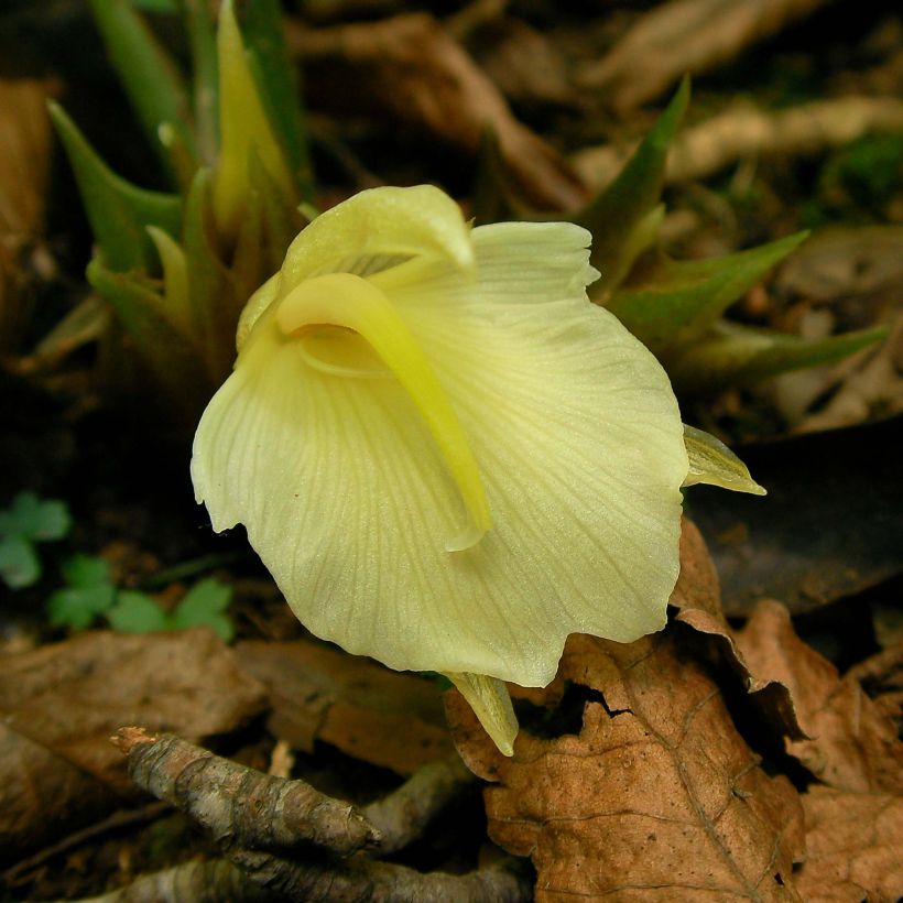 Zingiber mioga (Flowering)