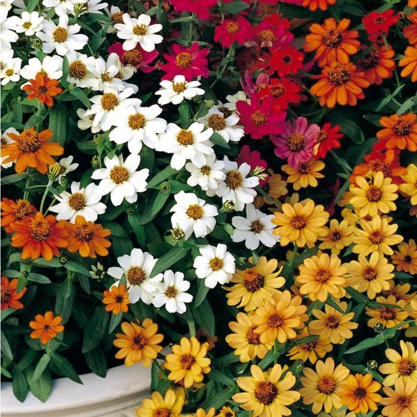 Zinnia Profusion Double Mix (Flowering)