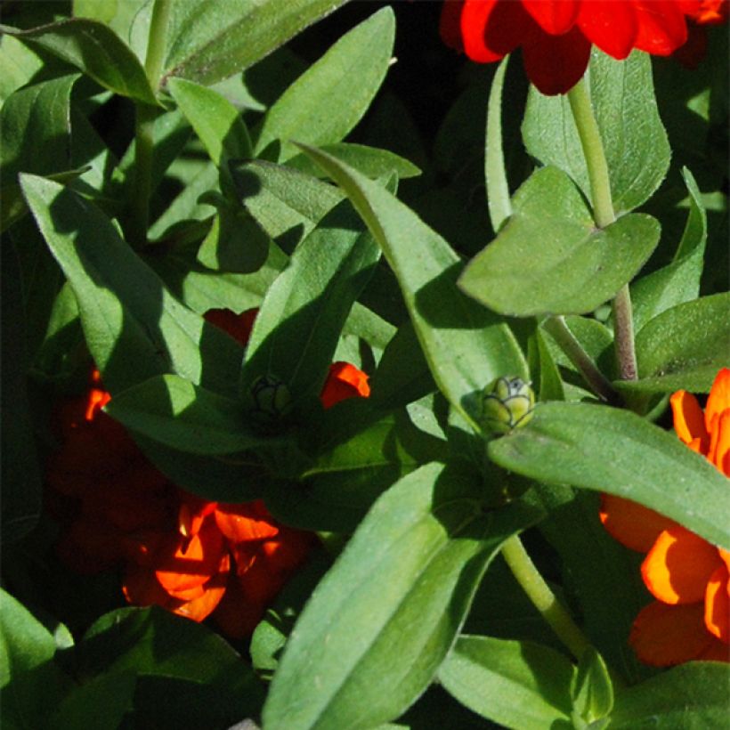 Zinnia zahara Double Fire (Foliage)