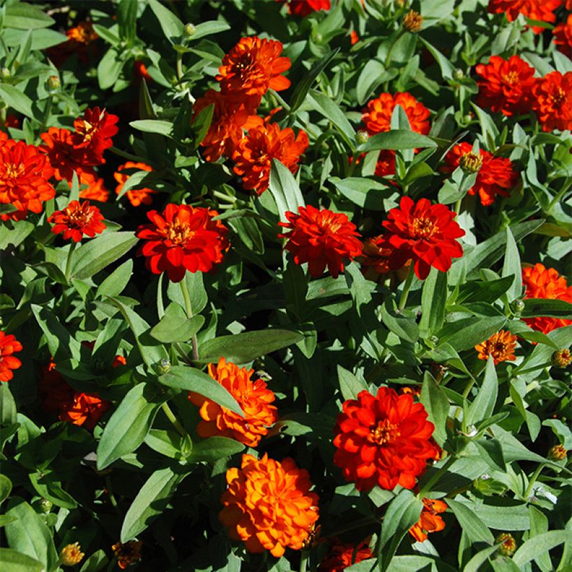 Zinnia zahara Double Fire (Flowering)