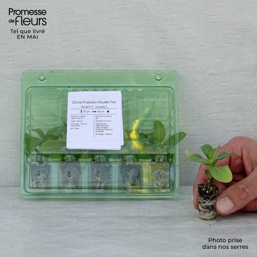 Zinnia zahara Double Fire Plug plant 1.5/2.5 cm sample as delivered in spring