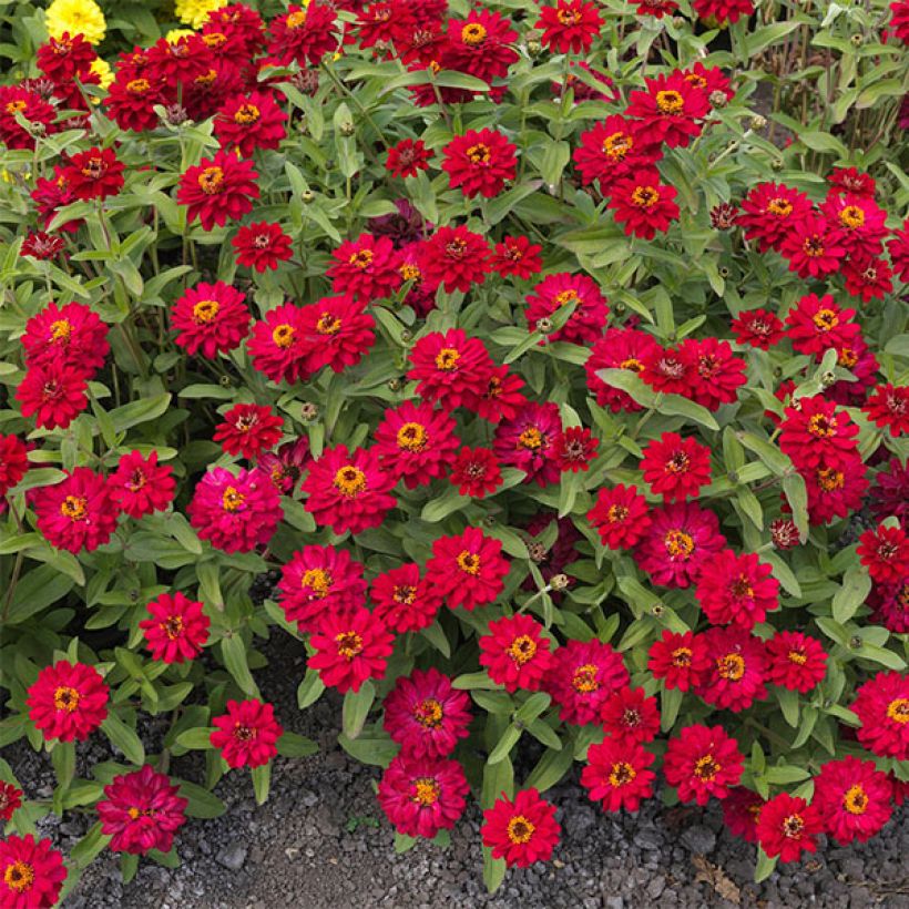 Zinnia Profusion Double Hot Cherry (Flowering)