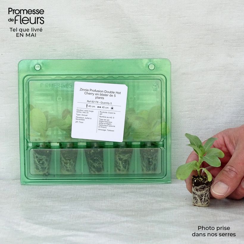 Zinnia Profusion Double Hot Cherry Plug plant 1.5/2.5 cm sample as delivered in spring