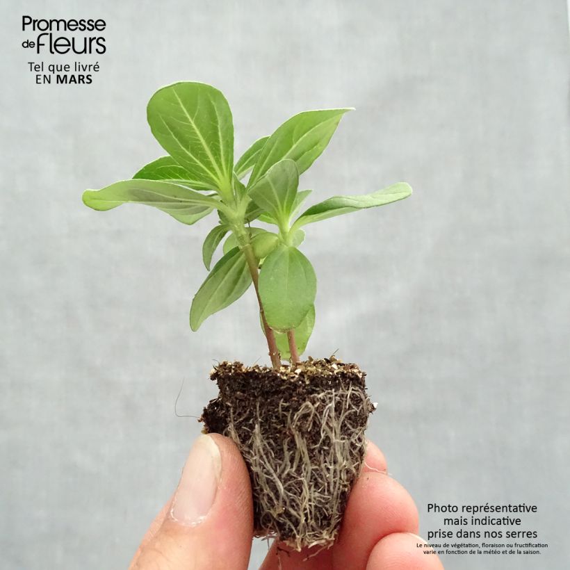 Zinnia Profusion Double Hot Cherry Plug plants 3.8 x 3.2cm - Tray of 16 sample as delivered in spring