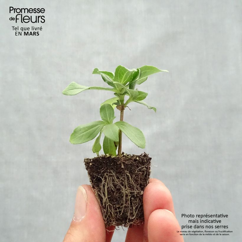 Zinnia Zahara Plug plants 3.8 x 3.2cm - Tray of 16 sample as delivered in spring