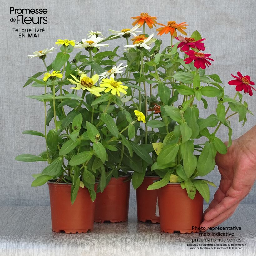 Zinnia Zahara 10cm/11cm pot sample as delivered in spring