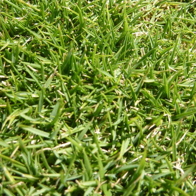 Zoysia tenuifolia (Foliage)