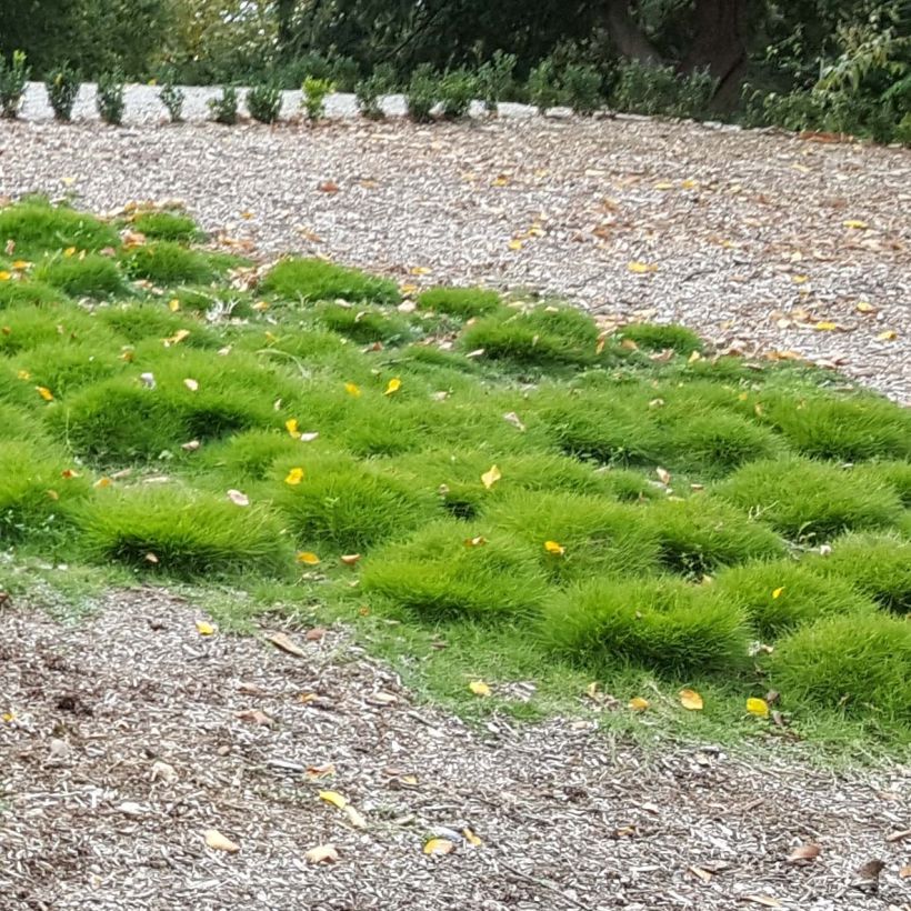 Zoysia tenuifolia (Plant habit)