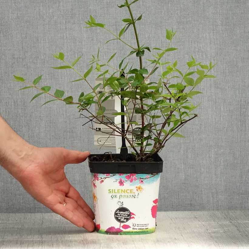 Abelia x grandiflora Semperflorens 2L/3L pot sample as delivered in spring