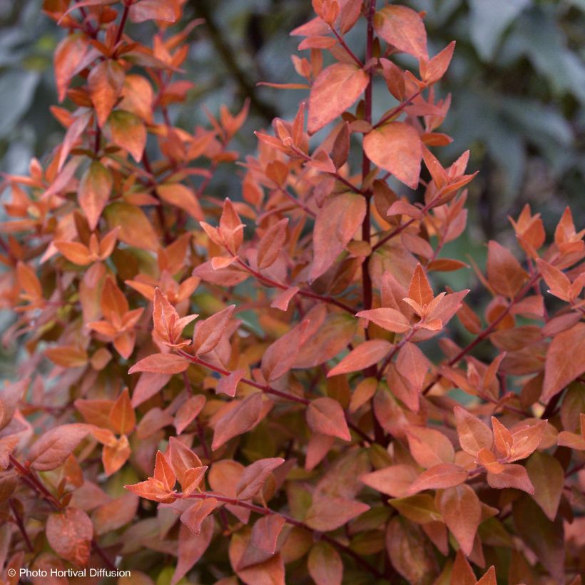 Abelia grandiflora Caramel Charm (Plant habit)