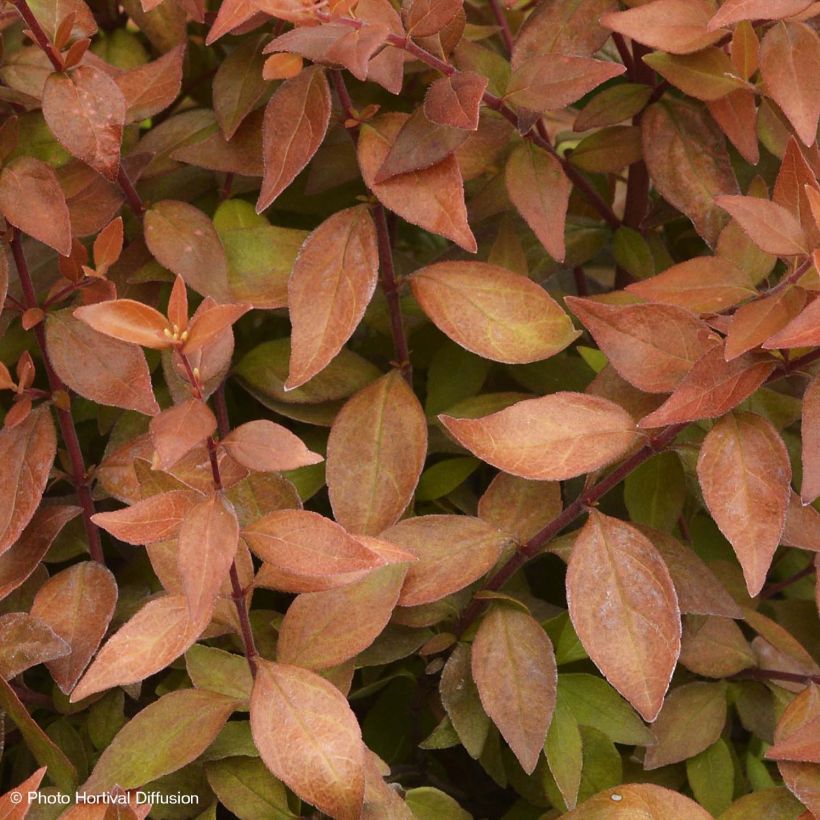 Abelia grandiflora Caramel Charm (Foliage)