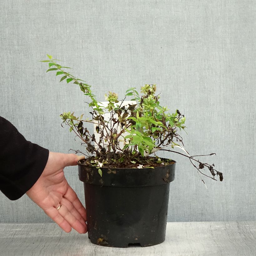 Abelia grandiflora Caramel Charm 3L/4L pot sample as delivered in autumn