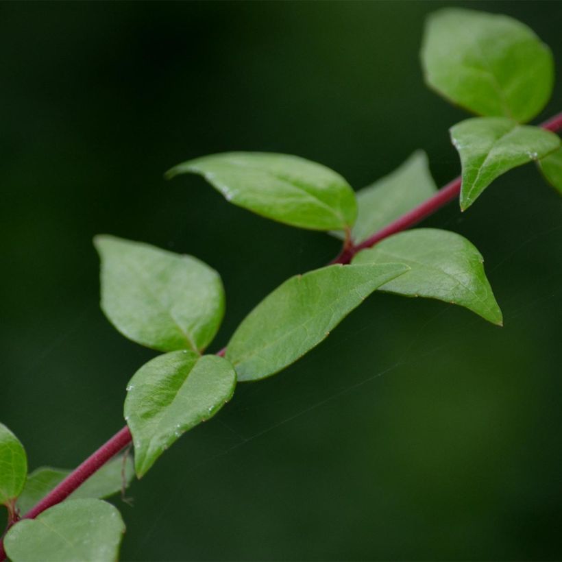 Abelia grandiflora Francis Mason (Foliage)