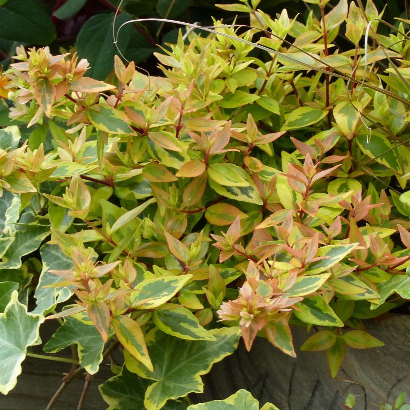 Abelia x grandiflora Kaleidoscope (Foliage)