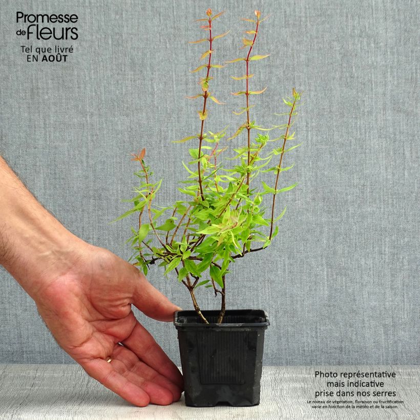 Abelia grandiflora Pisto 8/9 cm pot sample as delivered in summer