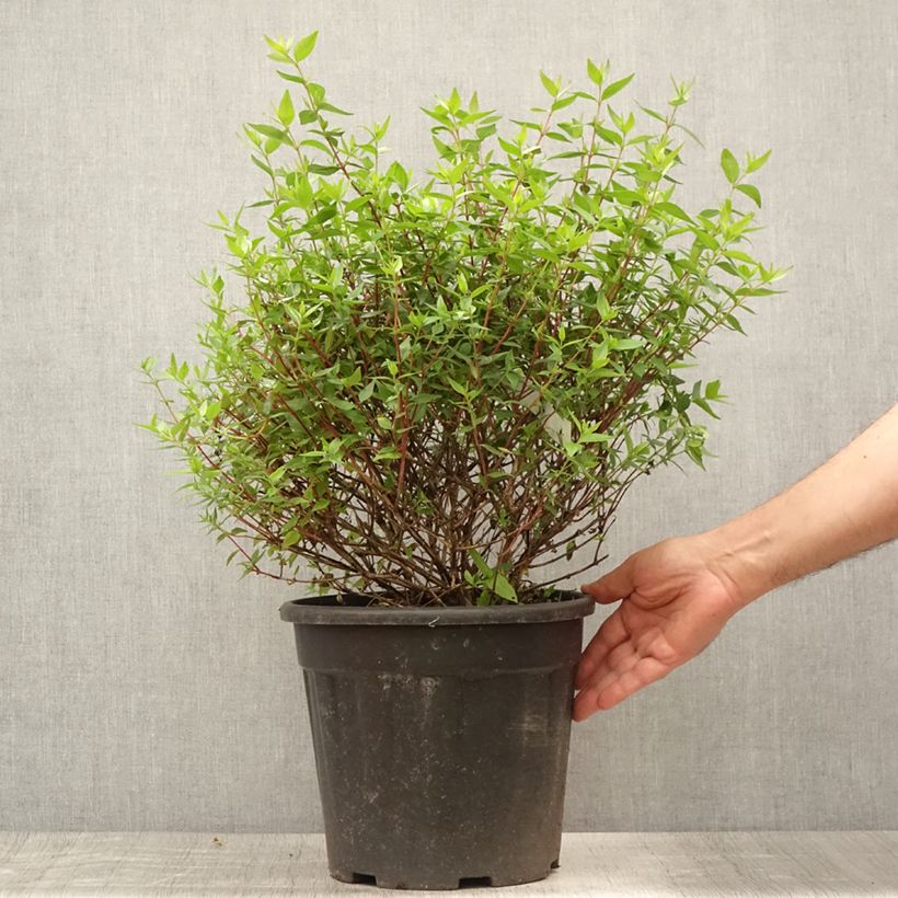 Abelia grandiflora - Abelia with large flowers 7.5L/10L pot sample as delivered in summer