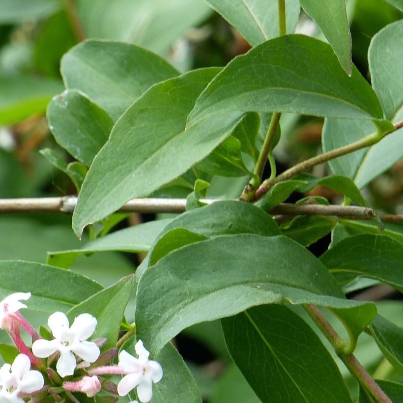 Abelia mosanensis Monia (Foliage)