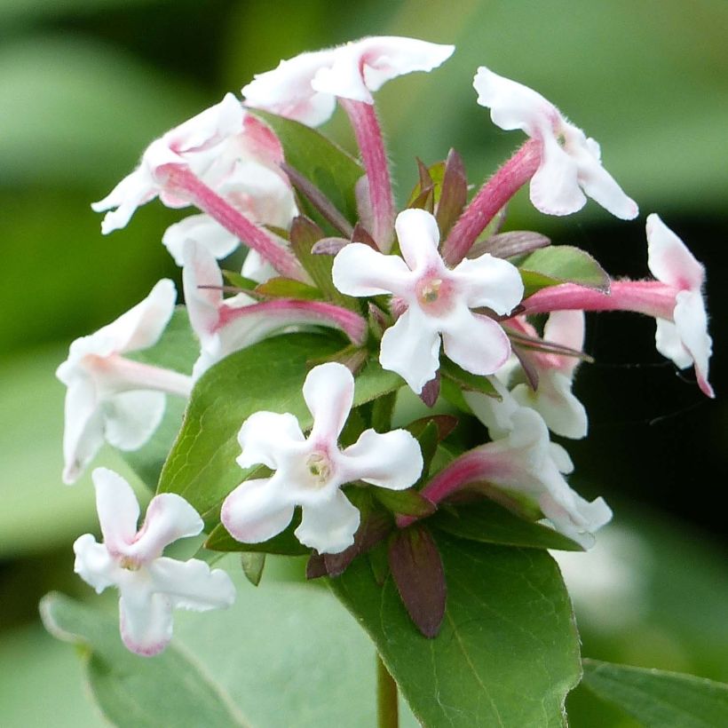 Abelia mosanensis Monia (Flowering)